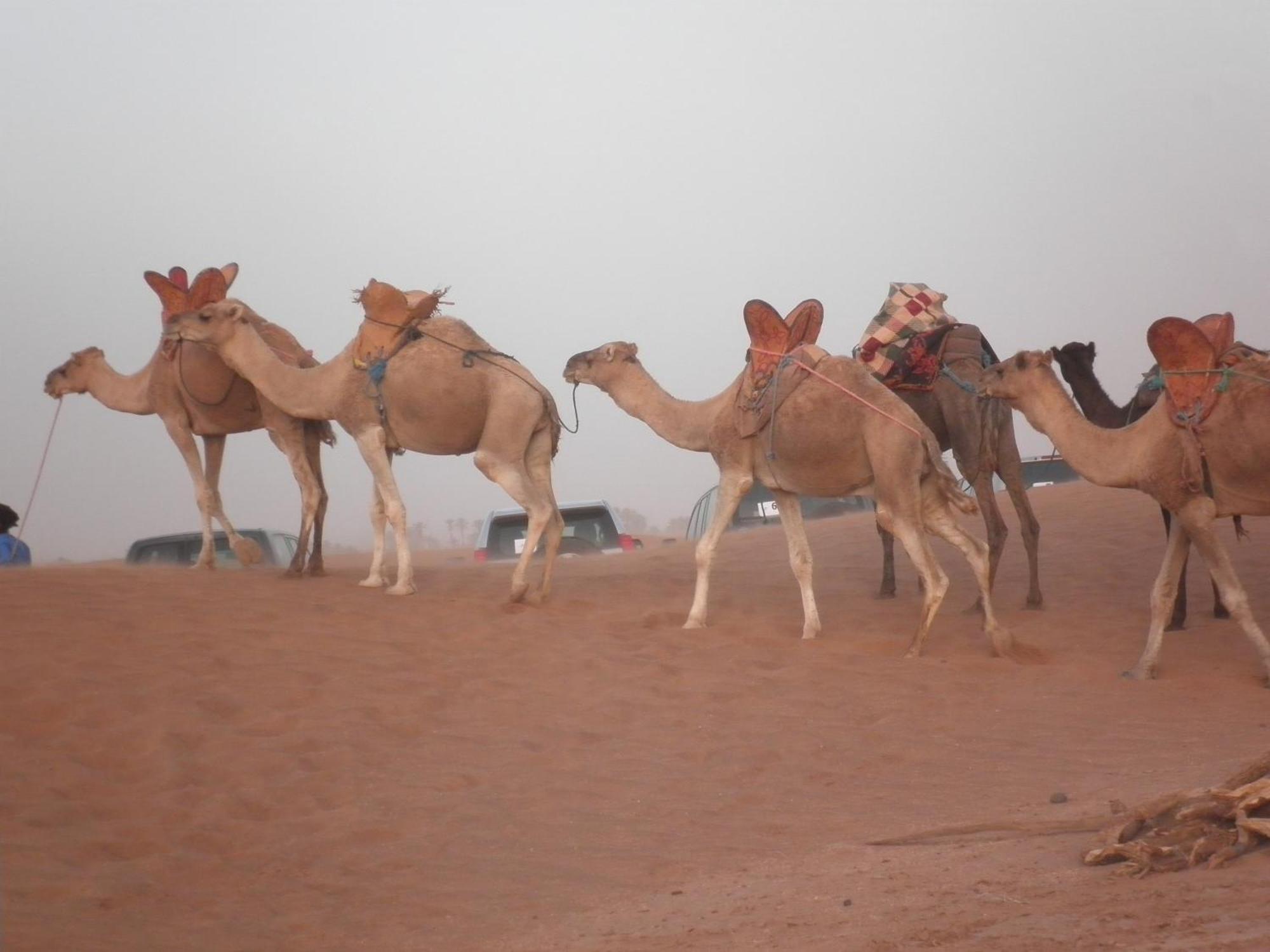 Hamada Du Draa Bed & Breakfast M'Hamid Bagian luar foto